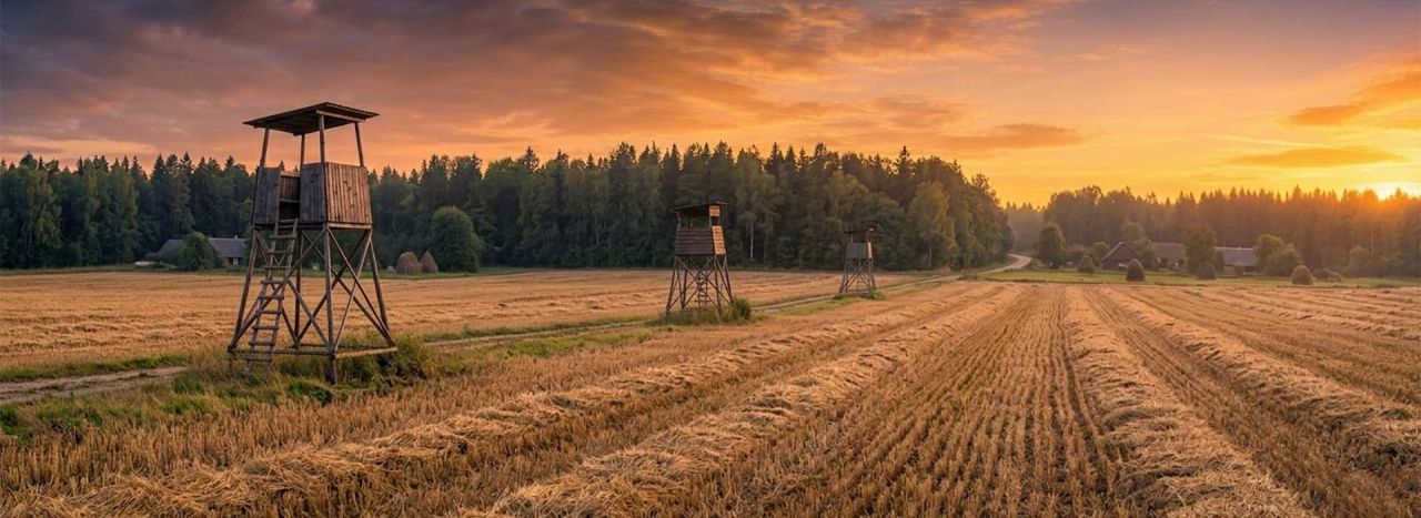 Trīs koka medību torņi nopļauta lauka malā saulrietā